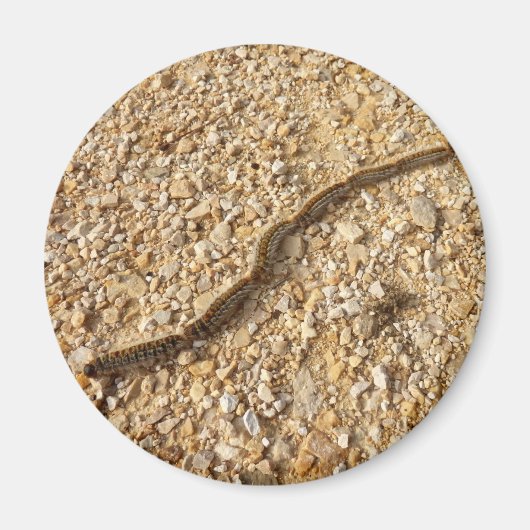 Processionaire pijlers Magnet (Voorkant)