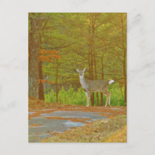 Product aanpassen briefkaart