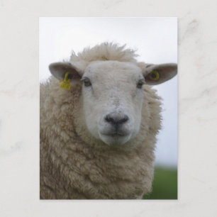 Product aanpassen briefkaart