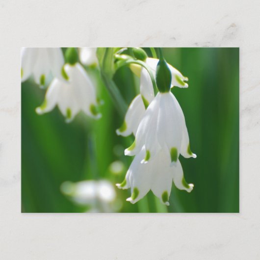 Product aanpassen briefkaart (Voorkant)