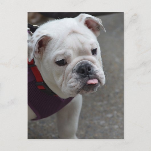 Product aanpassen briefkaart (Voorkant)