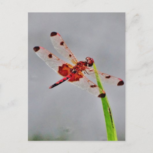 Product aanpassen briefkaart (Voorkant)