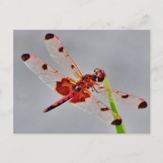 Product aanpassen briefkaart (Voorkant)