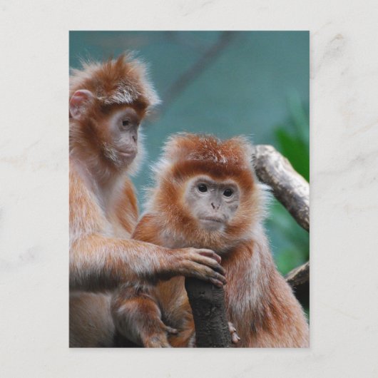 Product aanpassen briefkaart (Voorkant)