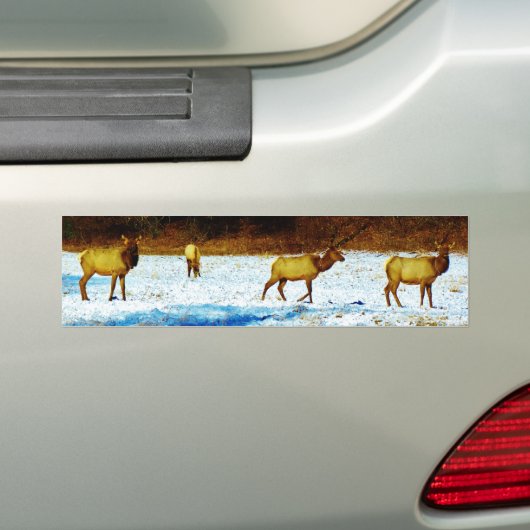 Product aanpassen bumpersticker (Op auto)