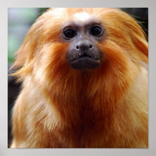 Product aanpassen poster