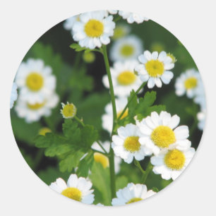 Product aanpassen ronde sticker