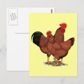 Productie Rode kippen Briefkaart (Voorkant / Achterkant)