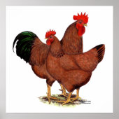 Productie Rode kippen Poster (Voorkant)