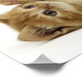 Productivity Kitten (Kitteh) Poster (Hoek)