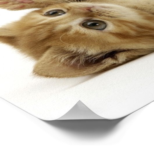 Productivity Kitten (Kitteh) Poster (Hoek)