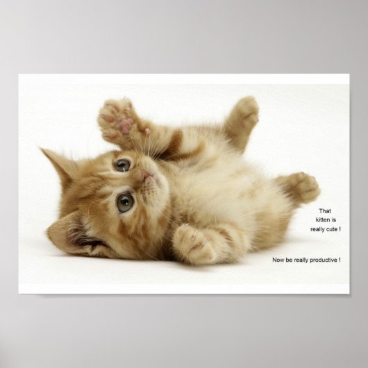 Productivity Kitten (Kitteh) Poster (Voorkant)