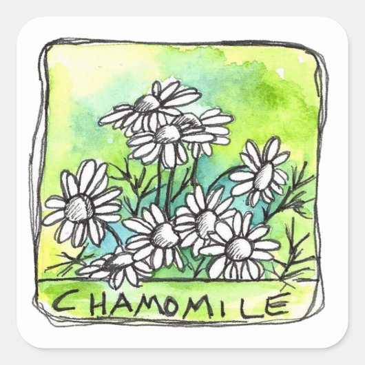 Productlabel Chamomile Herb Tea Medicinal Planten Vierkante Sticker (Voorkant)
