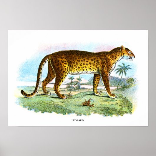  proefdier Leopard Poster (Voorkant)
