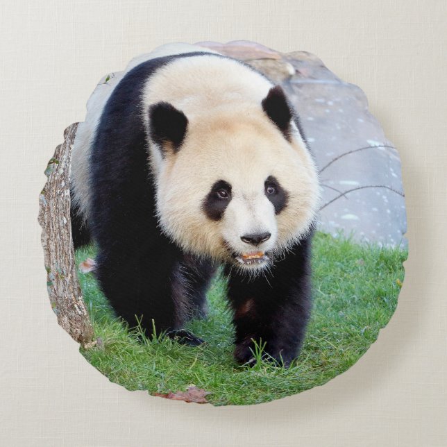 Proeffotogigant panda. rond kussen (Voorkant)