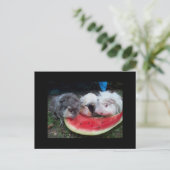 proefkonijnen die watermellon eatting briefkaart (Staand voorkant)
