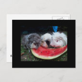 proefkonijnen die watermellon eatting briefkaart (Voorkant / Achterkant)