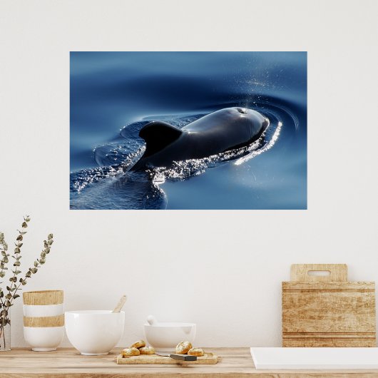 Proefwalvis Poster (Keuken)