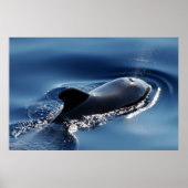 Proefwalvis Poster (Voorkant)