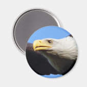 Profiel Bald Eagle Magneet (Voorkant / Achterkant)
