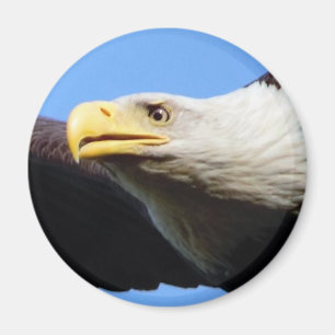 Profiel Bald Eagle Magneet