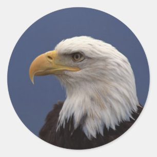 Profiel Bald Eagle Ronde Sticker