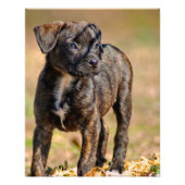Profiel Brindle Puppy Foto Afdruk (Voorkant)