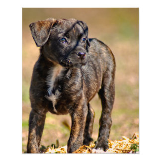 Profiel Brindle Puppy Foto Afdruk