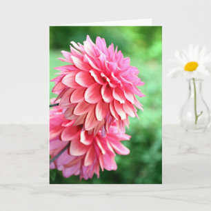 Profiel Dahlia Kaart