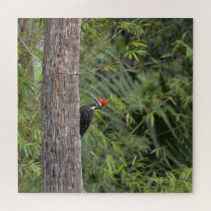 Profiel Florida Pileated Woodpecker Natuur Foto Legpuzzel