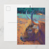 Profiel Hoogland Koe Briefkaart (Voorkant / Achterkant)