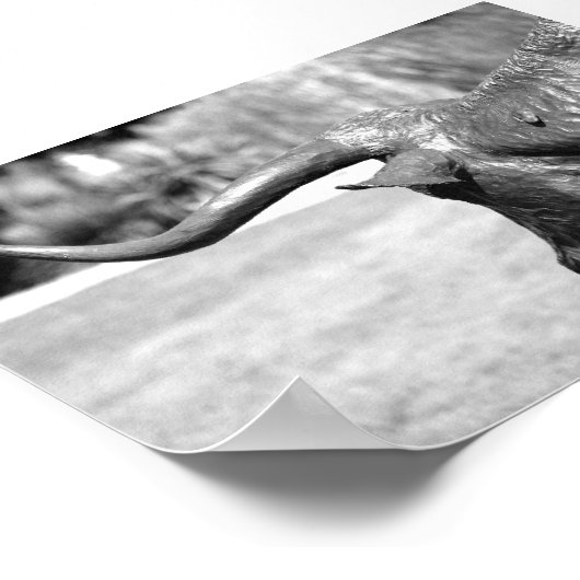 Profiel Longhorn Poster (Hoek)