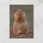 profiel of visitekaartje, prairiehond visitekaartje (Achterkant)