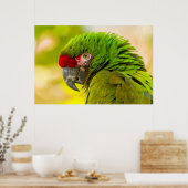 Profiel van ara bij Santa Barbara Zoo Poster (Keuken)