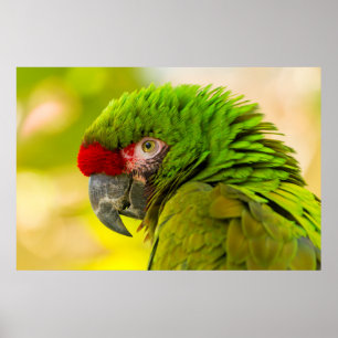 Profiel van ara bij Santa Barbara Zoo Poster
