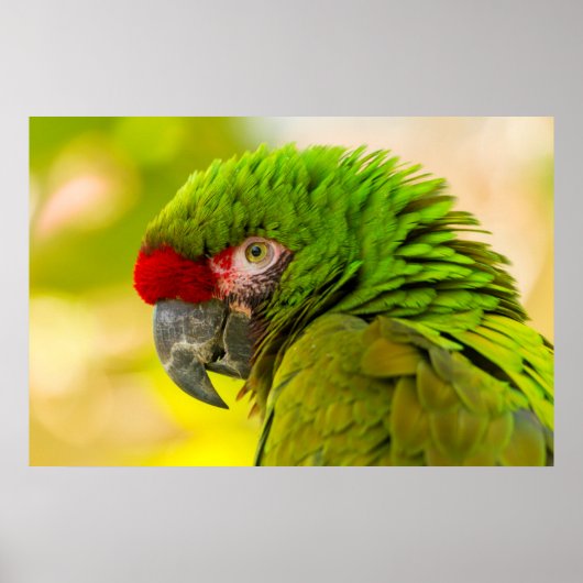 Profiel van ara bij Santa Barbara Zoo Poster (Voorkant)
