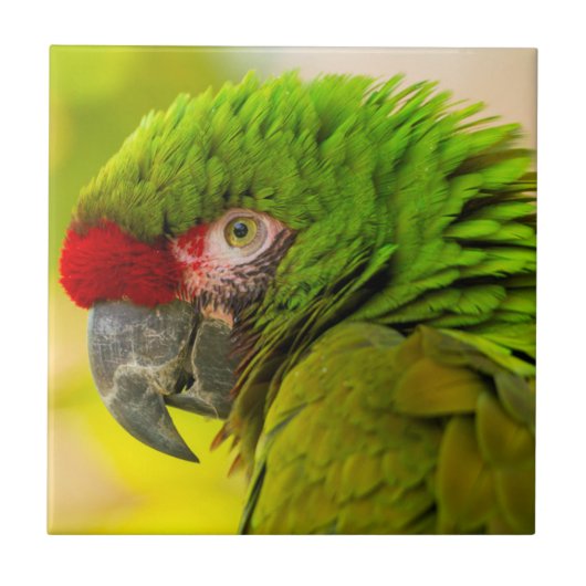 Profiel van ara bij Santa Barbara Zoo Tegeltje (Voorkant)