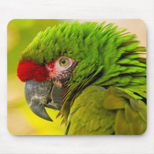 Profiel van ara in Santa Barbara Zoo Muismat (Voorkant)