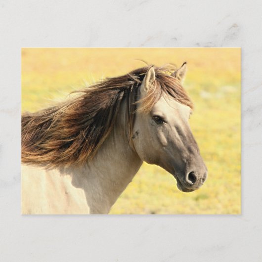 Profiel van beige paarden briefkaart (Voorkant)
