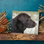 Profiel van chocolade-labrador fotoplaat (Zijkant)