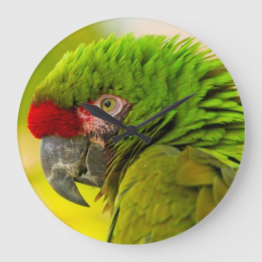 Profiel van de ara in Santa Barbara Zoo Grote Klok (Voorkant)