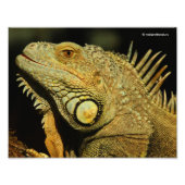 Profiel van de Groene Iguana Foto Afdruk (Voorkant)