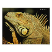 Profiel van de Groene Iguana