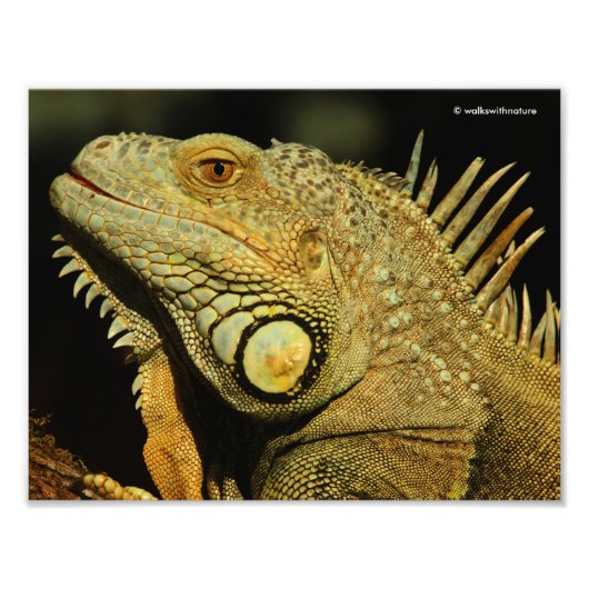 Profiel van de Groene Iguana Foto Afdruk (Voorkant)