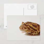 Profiel van de paardenkikker briefkaart (Voorkant / Achterkant)