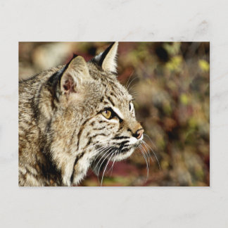 Profiel van een Bobcat Briefkaart