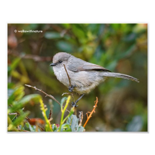 Profiel van een Bushtit Baby Foto Afdruk (Voorkant)