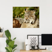 Profiel van een Canadees Lynx Poster (Thuiskantoor)