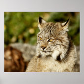 Profiel van een Canadees Lynx Poster (Voorkant)