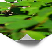 Profiel van een Coyote Pup Poster (Hoek)